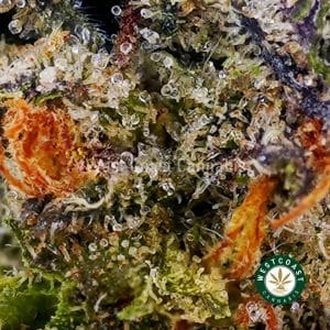 Buy Tropical Burst AAAA (Popcorn Nugs) wc cannabis weed dispensary & online pot shop Buy Tropical Burst AAAA (Popcorn Nugs) wc cannabis weed dispensary & online pot shop