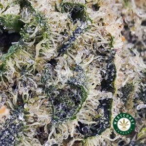 Buy Peach Pie AAAA (Popcorn Nugs) wc cannabis weed dispensary & online pot shop Buy Peach Pie AAAA (Popcorn Nugs) wc cannabis weed dispensary & online pot shop