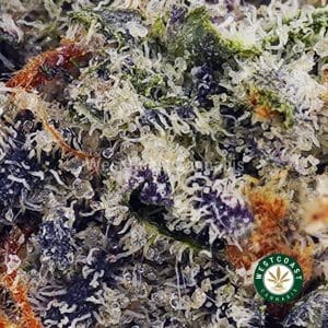 X495A2 GUAVACOOKIESPOPCORN WCCANNABIS Buy Guava Cookies AAAA (Popcorn Nugs) wc cannabis weed dispensary & online pot shop