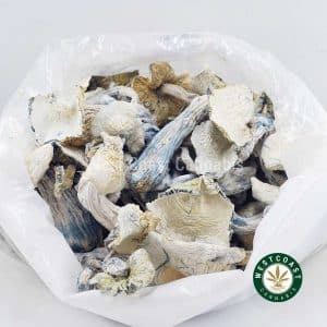 X490A3 ALBINOTEACHER SHROOMS WCCANNABIS X490A3 ALBINOTEACHER SHROOMS WCCANNABIS