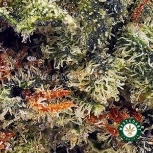 X630A2 BLUEFINTUNA WCCANNABIS