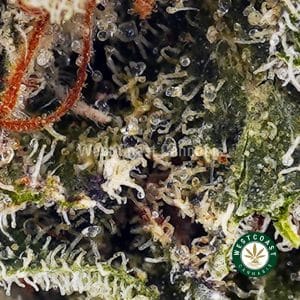 Buy Mendo Kush AA wc cannabis weed dispensary & online pot shop Buy Mendo Kush AA wc cannabis weed dispensary & online pot shop
