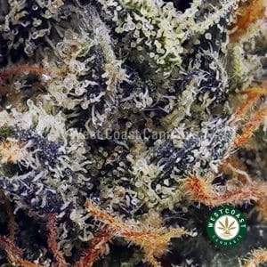 Buy Skywalker OG AAAA (Popcorn Nugs) wc cannabis weed dispensary & online pot shop Buy Skywalker OG AAAA (Popcorn Nugs) wc cannabis weed dispensary & online pot shop
