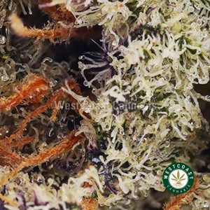 Buy Astro Cookies AAAA (Popcorn Nugs) wc cannabis weed dispensary & online pot shop