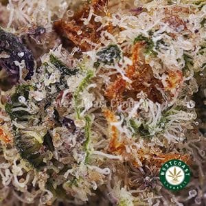 Strawberry Bomb AAAA (Popcorn Nugs) 2 Buy Strawberry Bomb AAAA (Popcorn Nugs) wc cannabis weed dispensary & online pot shop