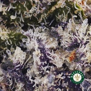 Buy Black Cherry Gelato AAAA (Popcorn Nugs) wc cannabis weed dispensary & online pot shop Buy Black Cherry Gelato AAAA (Popcorn Nugs) wc cannabis weed dispensary & online pot shop