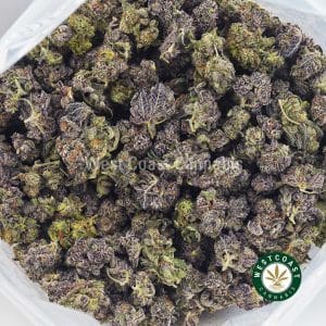 Buy Black Cherry Gelato AAAA (Popcorn Nugs) wc cannabis weed dispensary & online pot shop Buy Black Cherry Gelato AAAA (Popcorn Nugs) wc cannabis weed dispensary & online pot shop