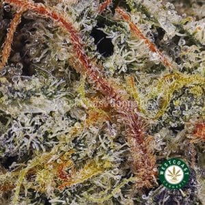 Buy Grease Monkey AA wc cannabis weed dispensary & online pot shop Buy Grease Monkey AA wc cannabis weed dispensary & online pot shop