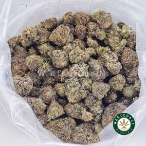 King Louis XIII AA 3 King Louis XIII AA 3