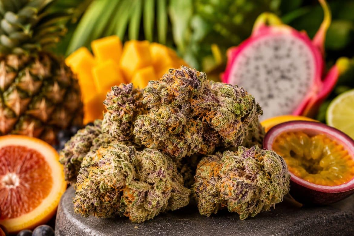 Tropical Runtz Strain A Sweet Fruity Hybrid With Uplifting Effects