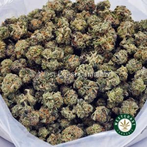 Buy Slurricane AAAA (Popcorn Nugs) wc cannabis weed dispensary & online pot shop Buy Slurricane AAAA (Popcorn Nugs) wc cannabis weed dispensary & online pot shop