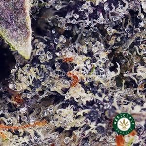 Buy Bubble Gum Kush AAA wc cannabis weed dispensary & online pot shop