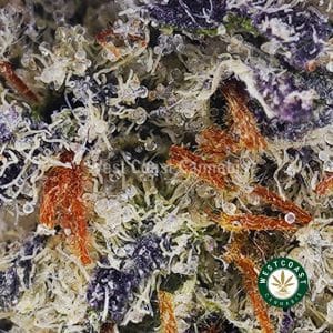 Buy Cinderella 99 AAAA (Popcorn Nugs) wc cannabis weed dispensary & online pot shop