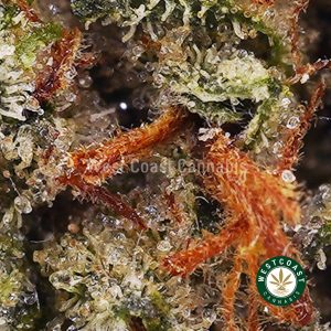 Buy Gouda Berry AAA wc cannabis weed dispensary & online pot shop