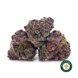 Jean Guy AAAA (Popcorn Nugs) 1