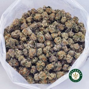 Buy Lemon Haze AAAA (Popcorn Nugs) wc cannabis weed dispensary & online pot shop Buy Lemon Haze AAAA (Popcorn Nugs) wc cannabis weed dispensary & online pot shop
