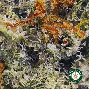 Buy Platinum Biscotti AAAA (Popcorn Nugs) wc cannabis weed dispensary & online pot shop