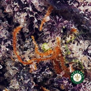 Buy Purple Thunder Fuck AAAA (Popcorn Nugs) wc cannabis weed dispensary & online pot shop
