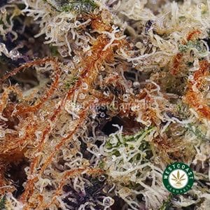 Buy Stargazer OG AAA wc cannabis weed dispensary & online pot shop