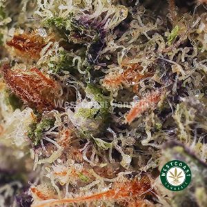 Buy Super Skunk AAAA (Popcorn Nugs) wc cannabis weed dispensary & online pot shop Buy Super Skunk AAAA (Popcorn Nugs) wc cannabis weed dispensary & online pot shop