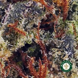 Buy Snoop's Dream AAAA wc cannabis weed dispensary & online pot shop