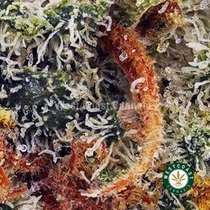 Buy Amnesia Haze AAAA (Popcorn Nugs) wc cannabis weed dispensary & online pot shop