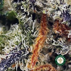 Buy Purple Runtz AAAA (Popcorn Nugs) wc cannabis weed dispensary & online pot shop Buy Purple Runtz AAAA (Popcorn Nugs) wc cannabis weed dispensary & online pot shop