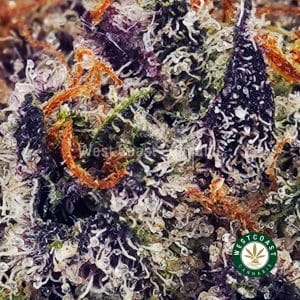 Buy Granddaddy Purple AAAA (Popcorn Nugs) wc cannabis weed dispensary & online pot shop