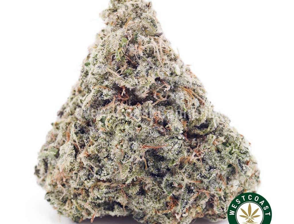 Buy Purple Haze wc cannabis weed dispensary & online pot shop