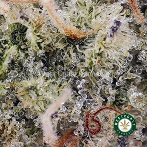 Buy Purple Haze wc cannabis weed dispensary & online pot shop