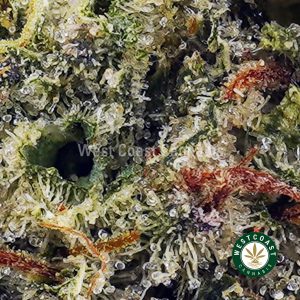 Buy Rainbow Runtz AAA wc cannabis weed dispensary & online pot shop