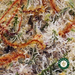 Y392A2 COOKIESKUSHPOPCORN WCCANNABIS