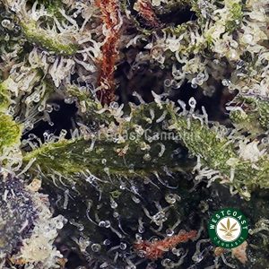 Y416A2 GRAPECRUSHPOPCORN WCCANNABIS Y416A2 GRAPECRUSHPOPCORN WCCANNABIS