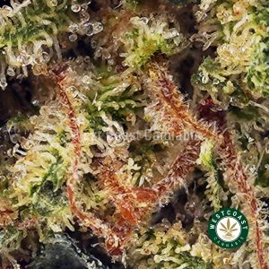 Y417A2 BLACKBERRYKUSHPOPCORN WCCANNABIS