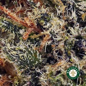Buy Alice in Wonderland AAAA wc cannabis weed dispensary & online pot shop