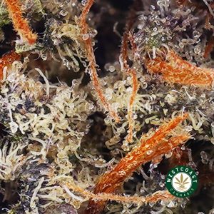 Buy Blackberry Gelato AAAA wc cannabis weed dispensary & online pot shop Buy Blackberry Gelato AAAA wc cannabis weed dispensary & online pot shop