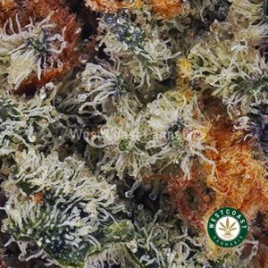Buy Candy Kush AAAA (Popcorn Nugs) wc cannabis weed dispensary & online pot shop