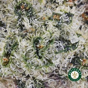Buy Cinderella 99 AAAA (Popcorn Nugs) wc cannabis weed dispensary & online pot shop