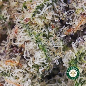 Buy Cookie Dough AAAA (Popcorn Nugs) wc cannabis weed dispensary & online pot shop Buy Cookie Dough AAAA (Popcorn Nugs) wc cannabis weed dispensary & online pot shop
