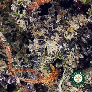 Buy Couch Lock AAAA+ wc cannabis weed dispensary & online pot shop