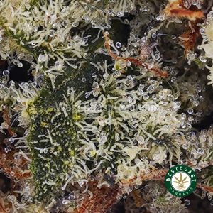 Buy Do Si Cake AAAA wc cannabis weed dispensary & online pot shop