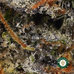 Buy El Chapo AA wc cannabis weed dispensary & online pot shop