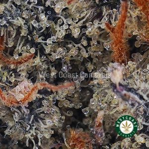 Buy Grape Ape AAAA wc cannabis weed dispensary & online pot shop