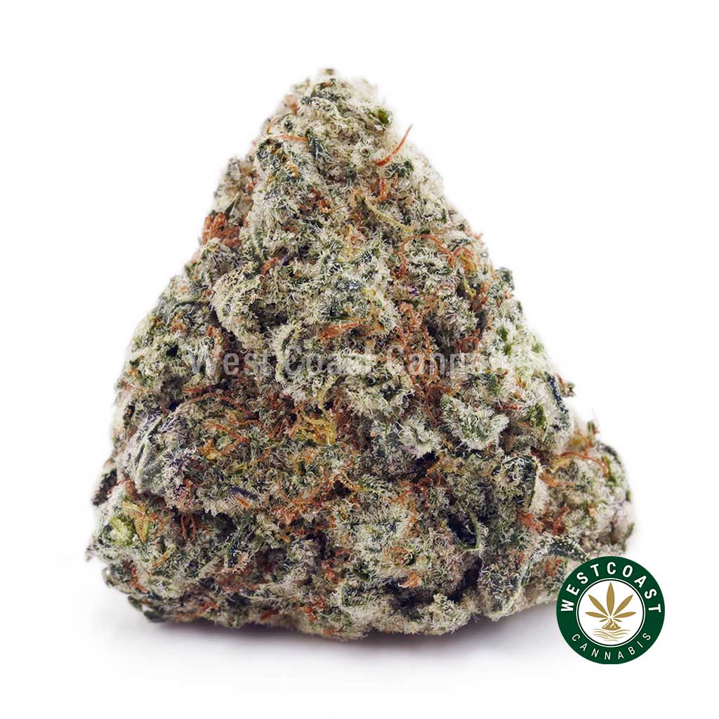 Buy Jack Herer AAA wc cannabis weed dispensary & online pot shop Buy Jack Herer AAA wc cannabis weed dispensary & online pot shop