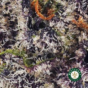 Buy Kali Mist AAAA (Popcorn Nugs) wc cannabis weed dispensary & online pot shop Buy Kali Mist AAAA (Popcorn Nugs) wc cannabis weed dispensary & online pot shop