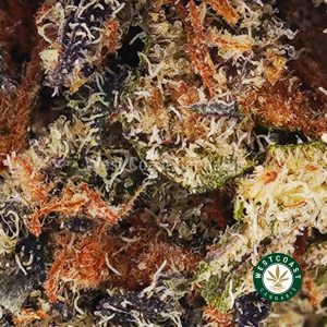 Buy King Louie XIII AAAA wc cannabis weed dispensary & online pot shop Buy King Louie XIII AAAA wc cannabis weed dispensary & online pot shop