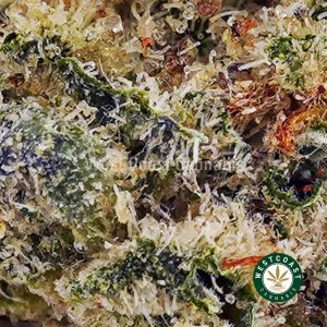 Buy Northern Lights AAA wc cannabis weed dispensary & online pot shop Buy Northern Lights AAA wc cannabis weed dispensary & online pot shop
