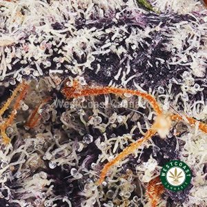 Buy Orange Push Pop AAAA+ wc cannabis weed dispensary & online pot shop
