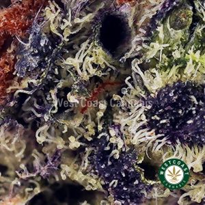 Buy Purple Freeze AAAA wc cannabis weed dispensary & online pot shop