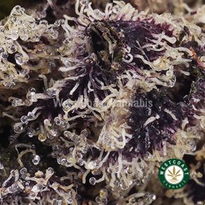 Purple Ghost AAAA 2 Buy Purple Ghost AAAA wc cannabis weed dispensary & online pot shop